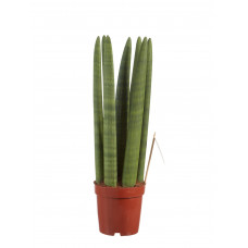 Sanseveria