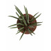 Sanseveria
