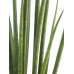Sanseveria