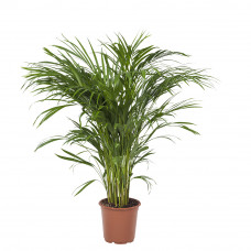 Areca / Dypsis Palm