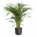 Areca Dypsis in ® ELHO b.for soft sierpot