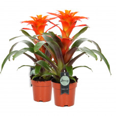 Guzmania Fiero Orange double