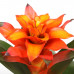 Guzmania Fiero Orange double