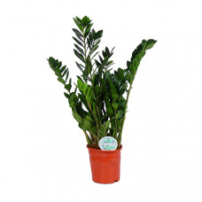 Zamioculcas