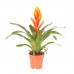 Vriesea Intenso Orange single