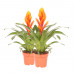 Vriesea Intenso Orange double