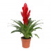 Vriesea Intenso Red single