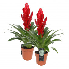 Vriesea Intenso Red double