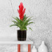 Vriesea Intenso Red double
