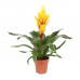 Vriesea Intenso Yellow single