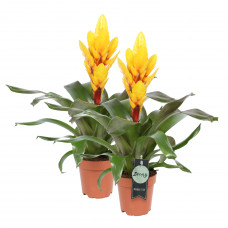 Vriesea Intenso Yellow double