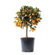 Citrus Kumquat