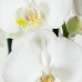 Phalaenopsis Wit