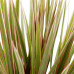 Dracaena Marginata Bicolour