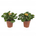 Peperomia Obtusifolia