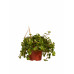 Sedum makinoi