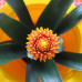 Guzmania Tala double