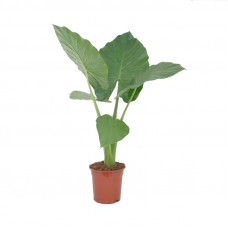 Alocasia Macrorrhizos