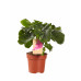 Philodendron Atom