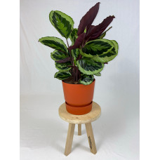 Calathea Medaillon met ElhoGreenville 30 bruin