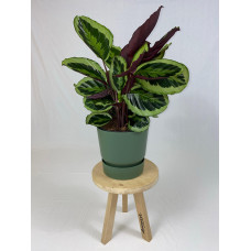 Calathea Medaillon met ElhoGreenville 30 groen