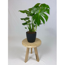 Monstera Deliciosa Struik met ElhoBrussels 20 zwart