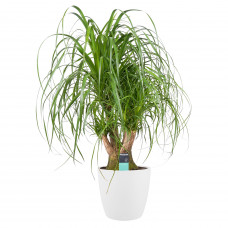 Decorum Beaucarnea Vertakt met Elho brussels white 