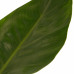 Decorum Philodendron Imperial Green Feel Green met Elho B.for soft white