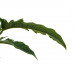Decorum Philodendron Narrow Escape Feel Green met Elho B.for soft white