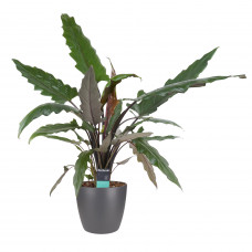 Decorum Alocasia Lauterbachiana met Elho brussels antracite 