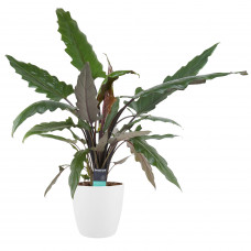 Decorum Alocasia Lauterbachiana met Elho brussels white 