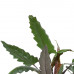 Decorum Alocasia Lauterbachiana met Elho brussels white 