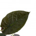 Decorum Alocasia Wentii met Elho brussels soap 