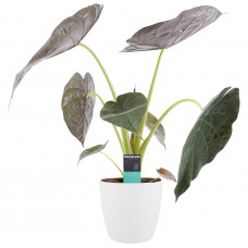 Decorum Alocasia Wentii met Elho brussels white 