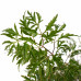 Decorum Polyscias Hawaiiana Ming vertakt 