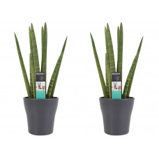 Decorum Duo Sansevieria Cylindrica met sierpot Anna grey 