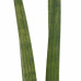 Decorum Duo Sansevieria Cylindrica met sierpot Anna taupe 