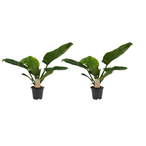 Decorum Duo Philodendron Imperial Green Feel Green