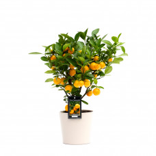 Citrus Calamondin in Roma keramiek