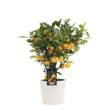 Citrus Calamondin in Roma keramiek