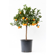 Citrus Calamondin