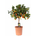 Citrus Calamondin