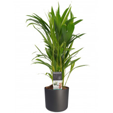 Decorum Dypsis lutescens (Areca) met Elho B.for soft antracite