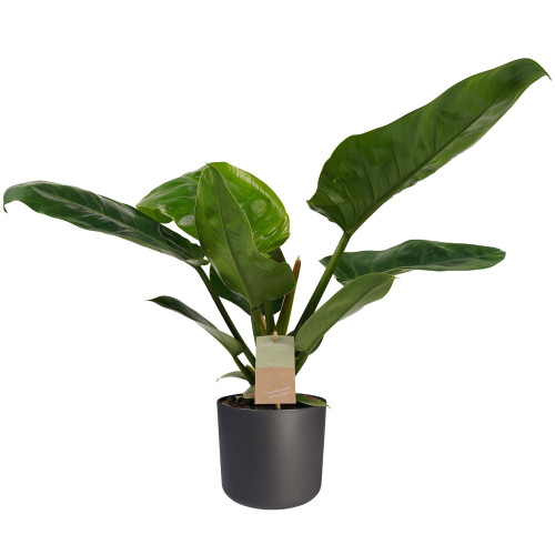 Decorum Philodendron Imperial Green Feel Green met Elho B.for soft antracite