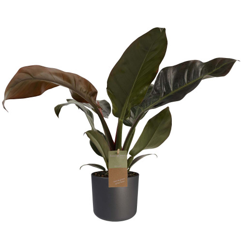 Decorum Philodendron Imperial Red Feel Green met Elho B.for soft antracite