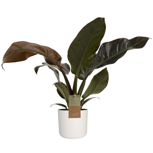 Decorum Philodendron Imperial Red Feel Green met Elho B.for soft white