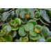 Plant Puzzle ® Discover the World Ecosysteem