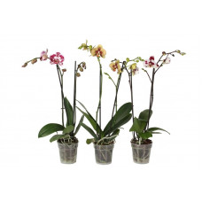 Phal Special Mix 2T14+