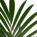 Decorum Kentia Palm