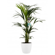 Decorum Kentia Palm - Elho brussels white